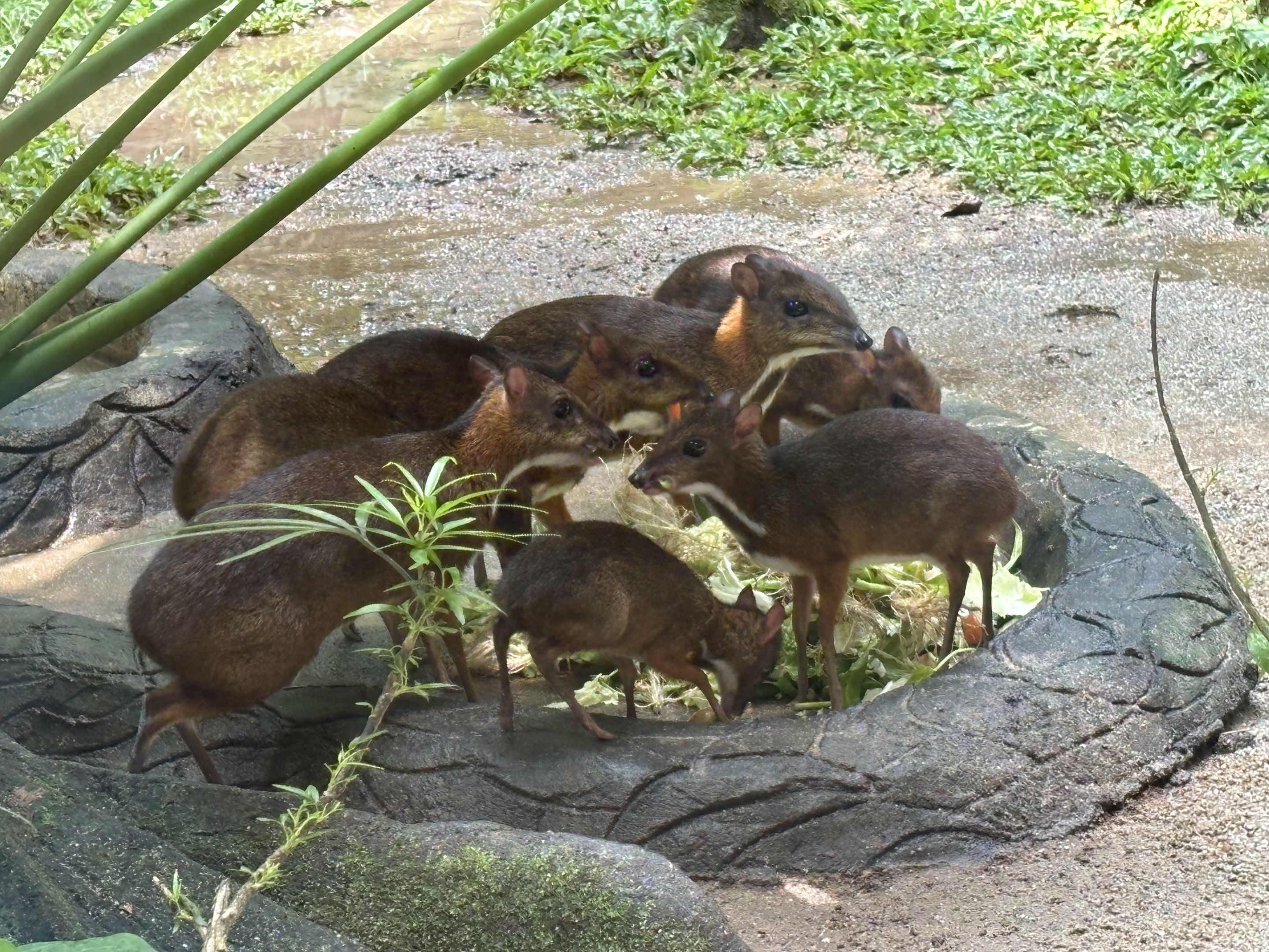 Lesser Mouse-deer Bonanza!