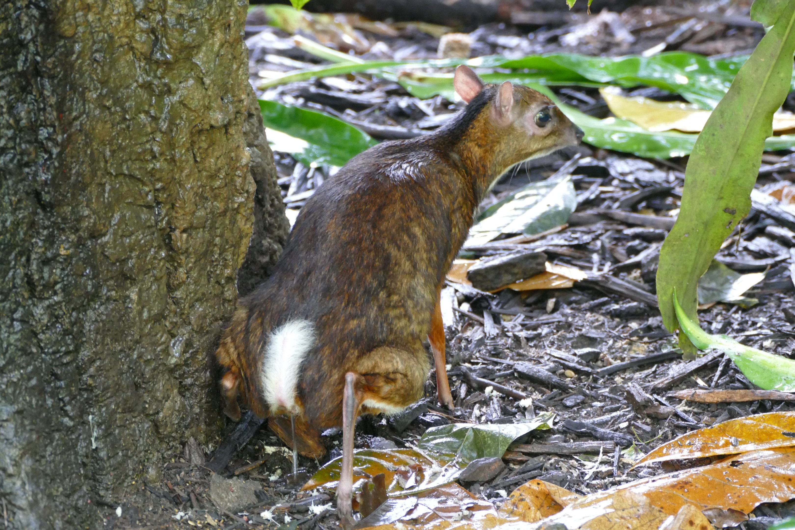 Lesser Mouse-deer doing its thing