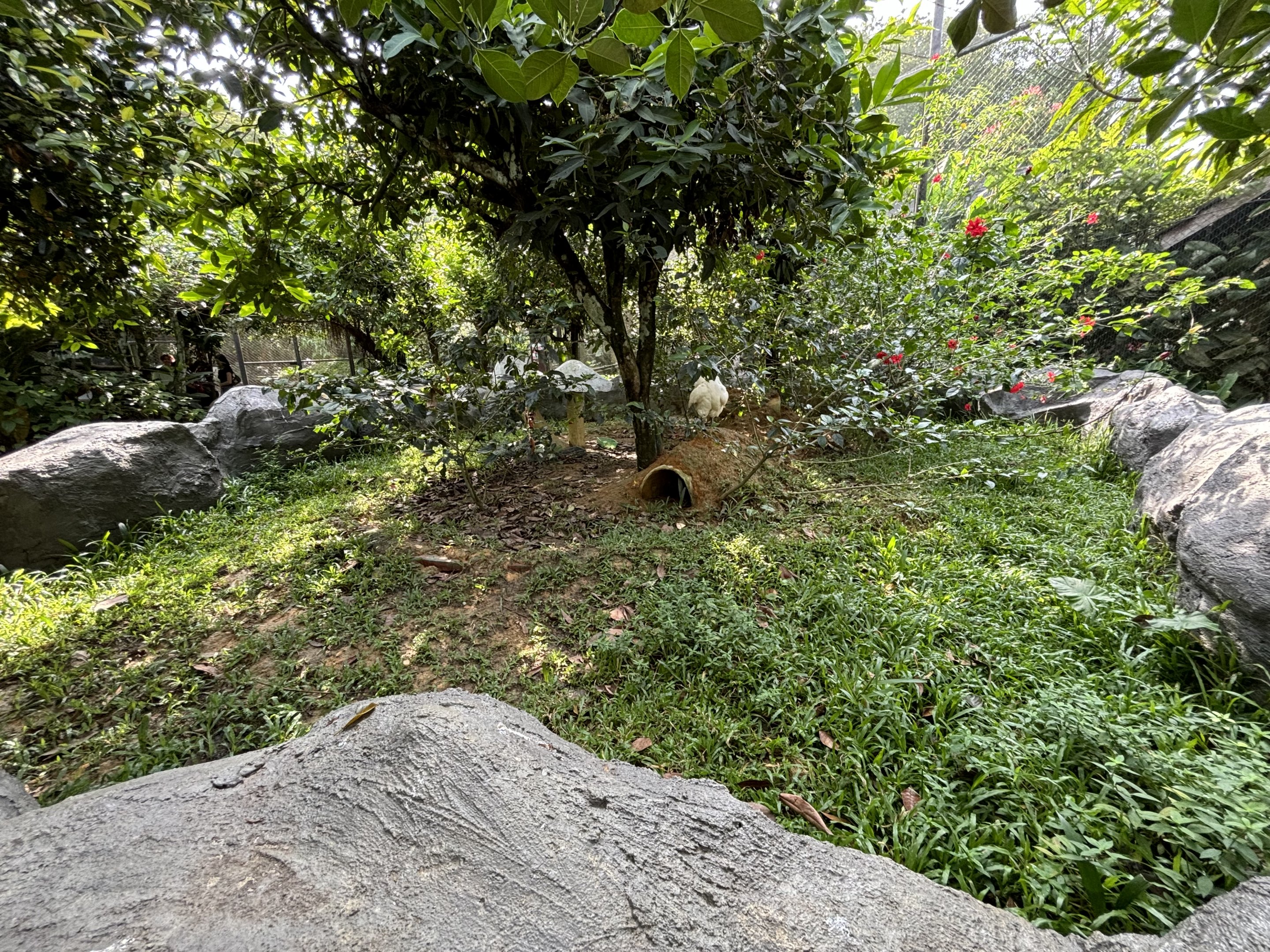 Lesser Mouse-deer Exhibit