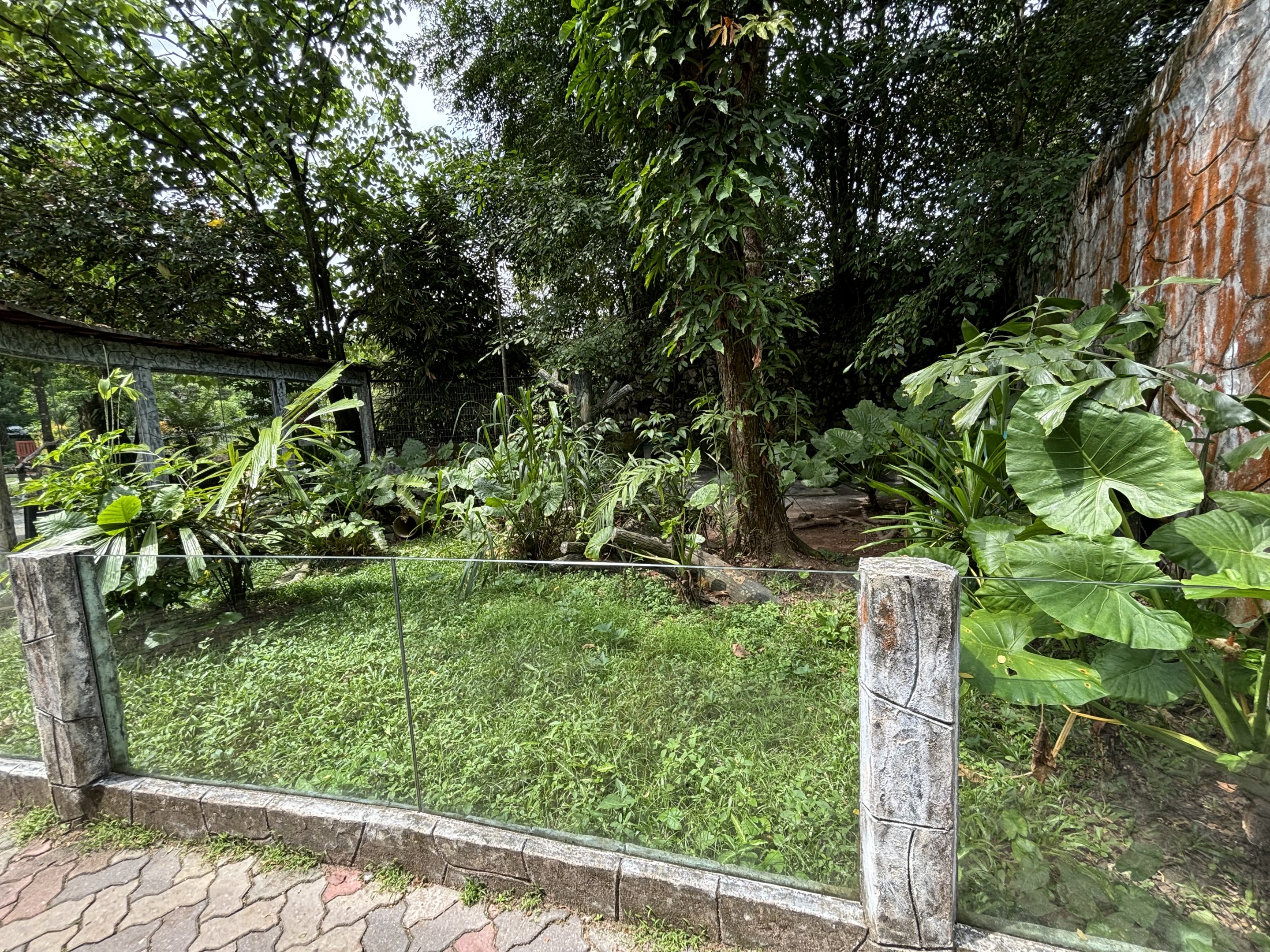 Lesser Mouse-deer Exhibit