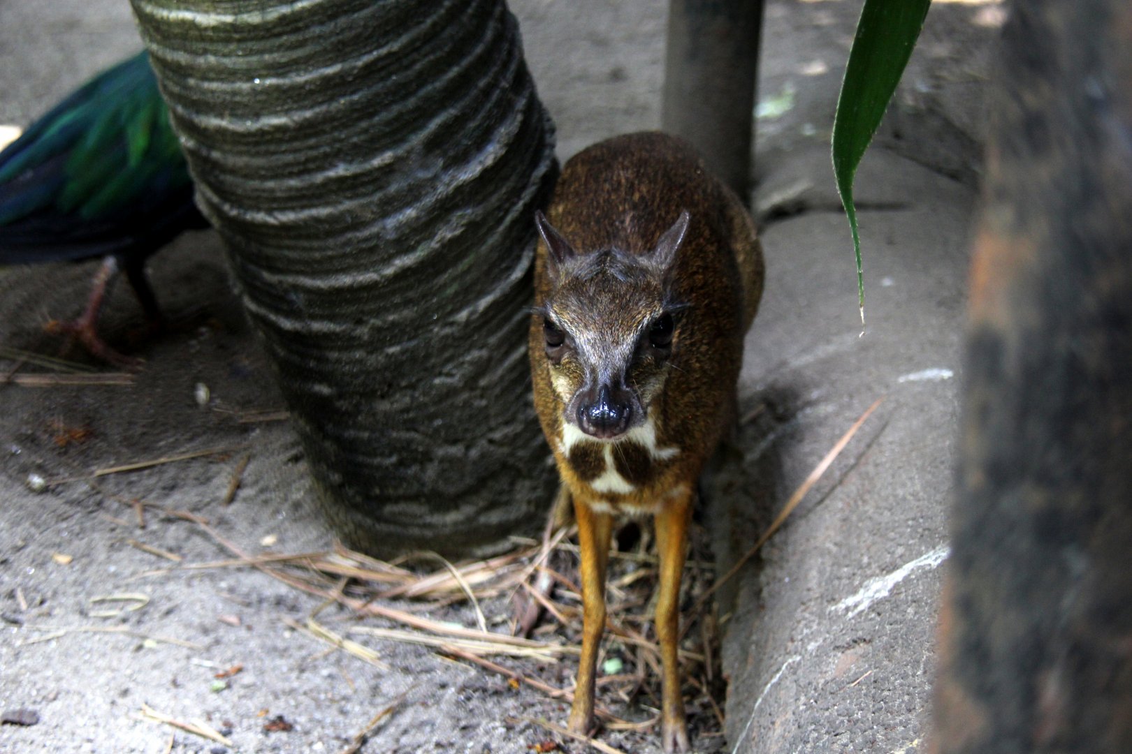 lesser mouse-deer or kanchil (Tragulus kanchil)
