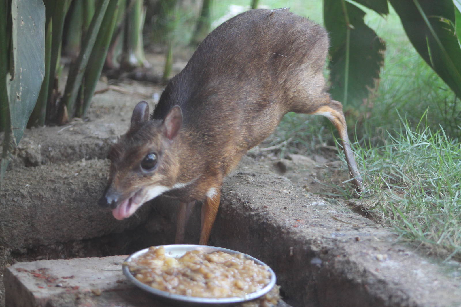 lesser mouse deer (Tragulus kanchil ravus)