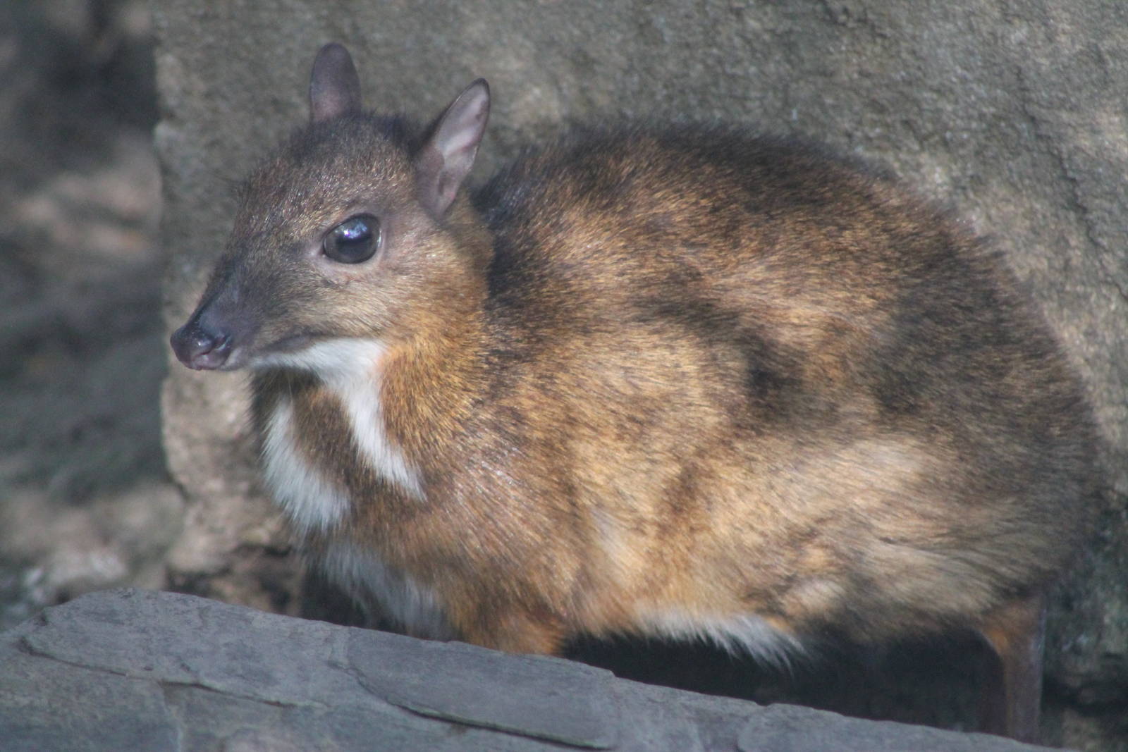 Lesser Mouse Deer (Tragulus kanchil)