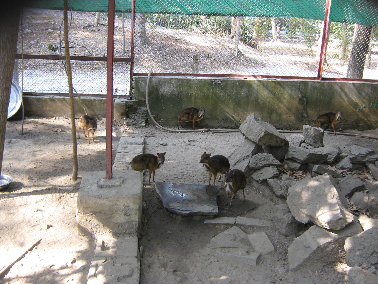Lesser Mouse Deer (Tragulus kanchil)