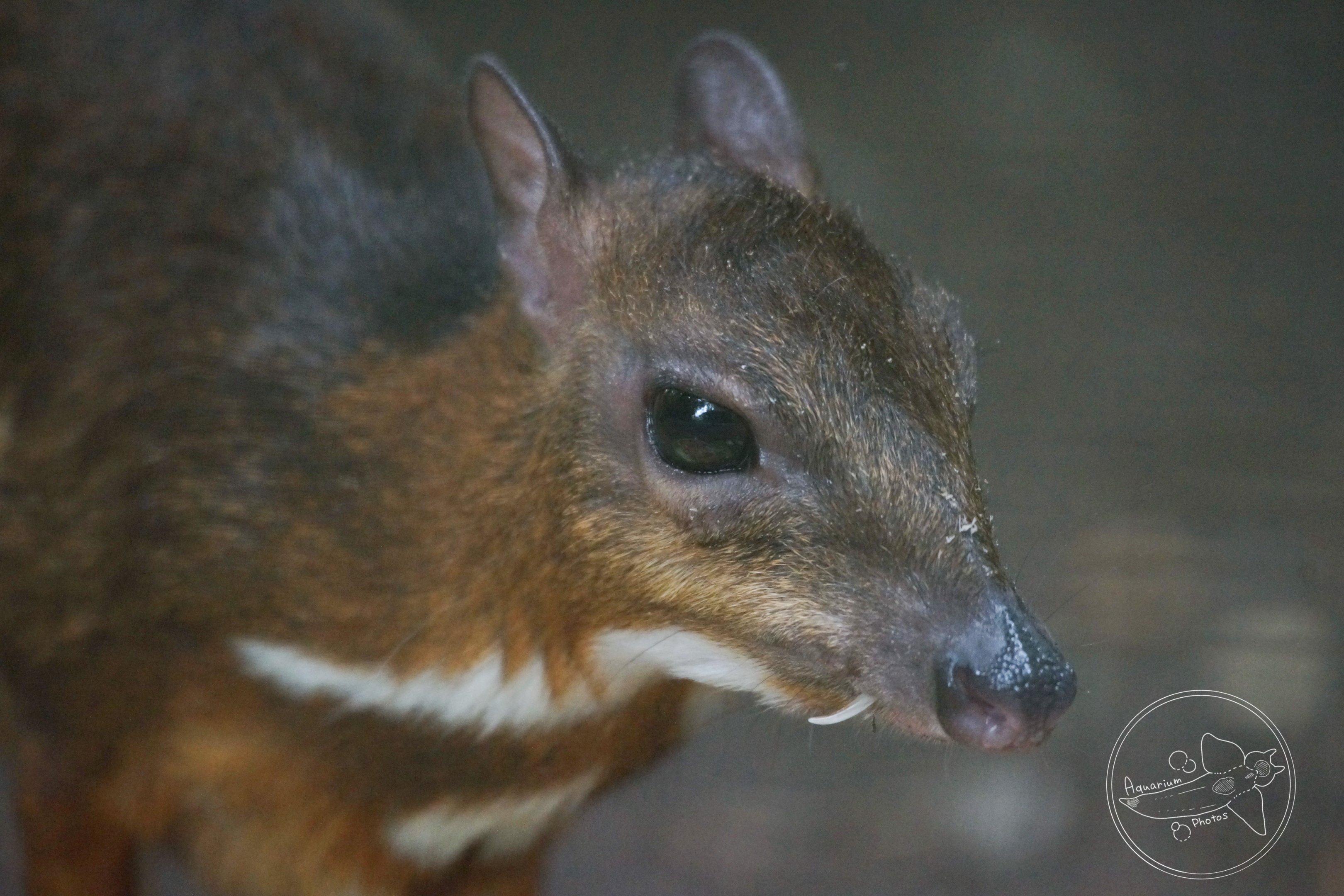 Lesser Mouse-deer (Tragulus kanchil)
