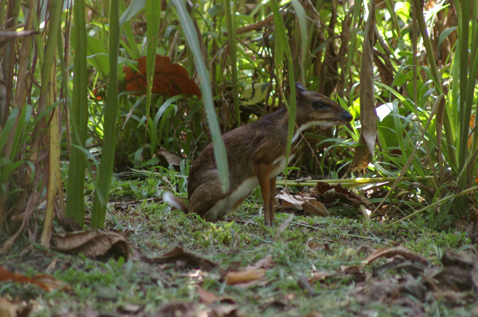 lesser mouse deer (Tragulus kanchil)