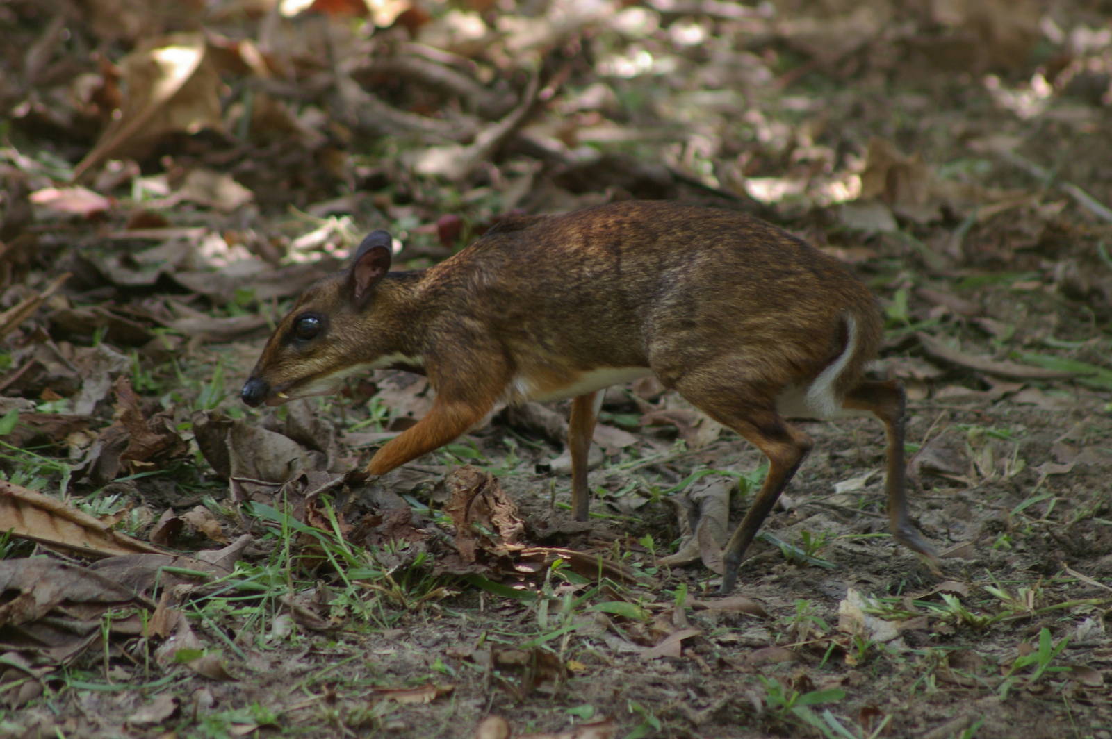 lesser mouse deer (Tragulus kanchil)