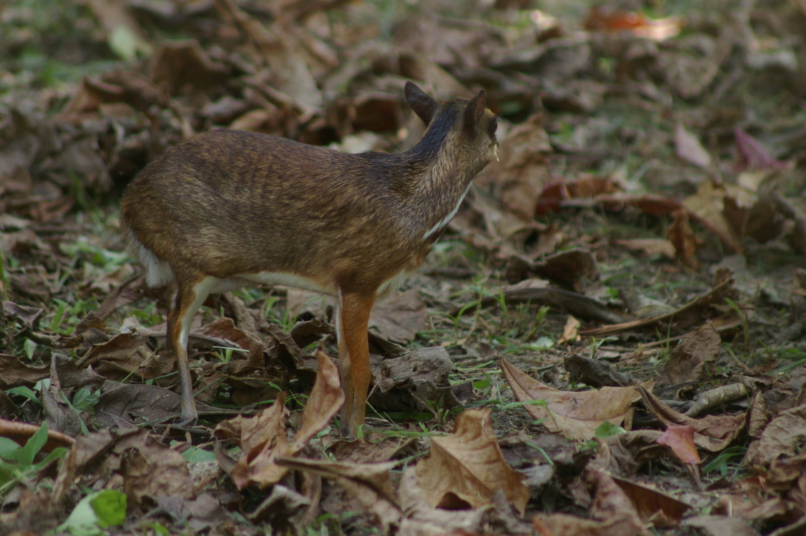 lesser mouse deer (Tragulus kanchil)