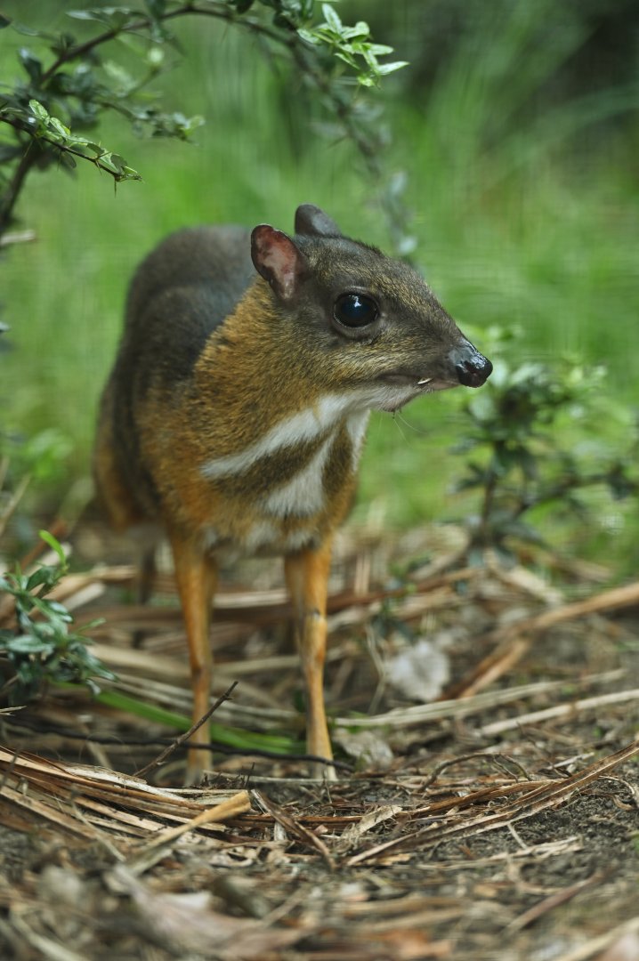 Lesser mouse deer (Tragulus sp)