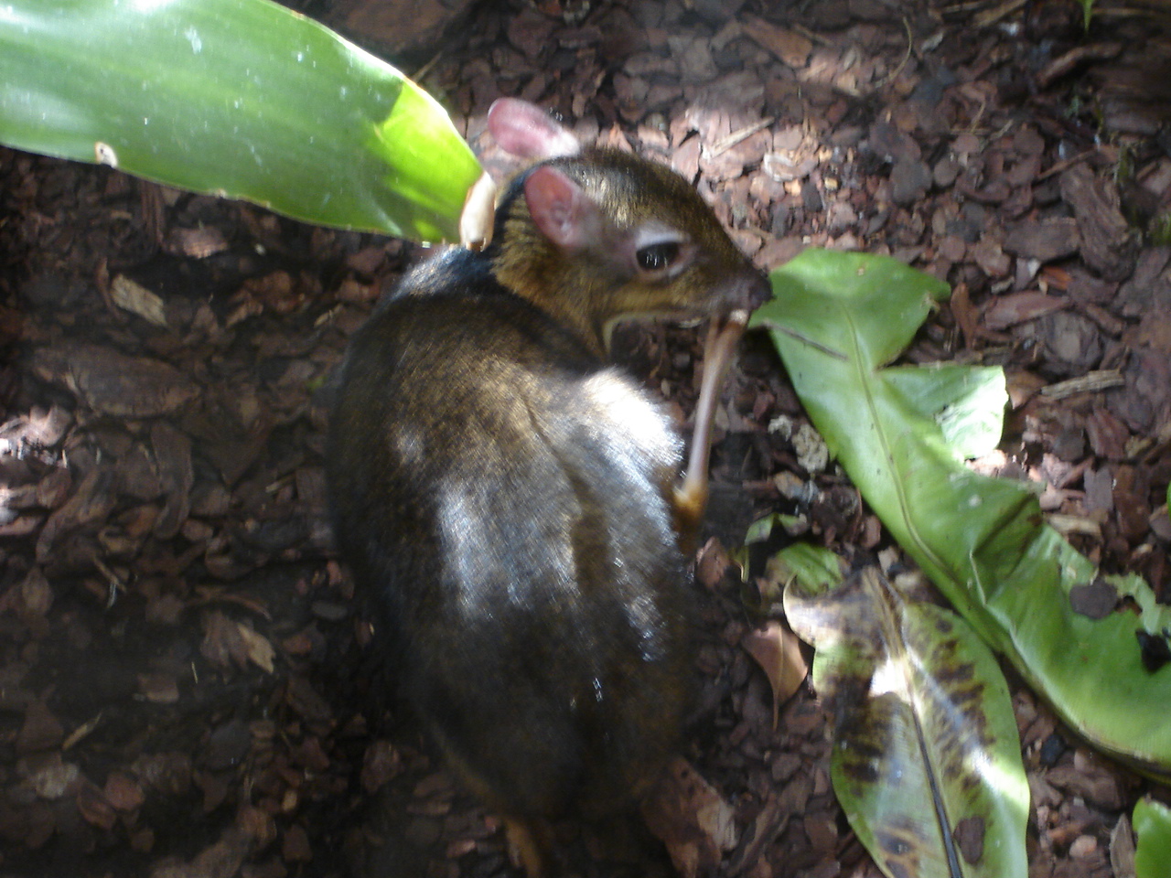 Lesser mouse deer