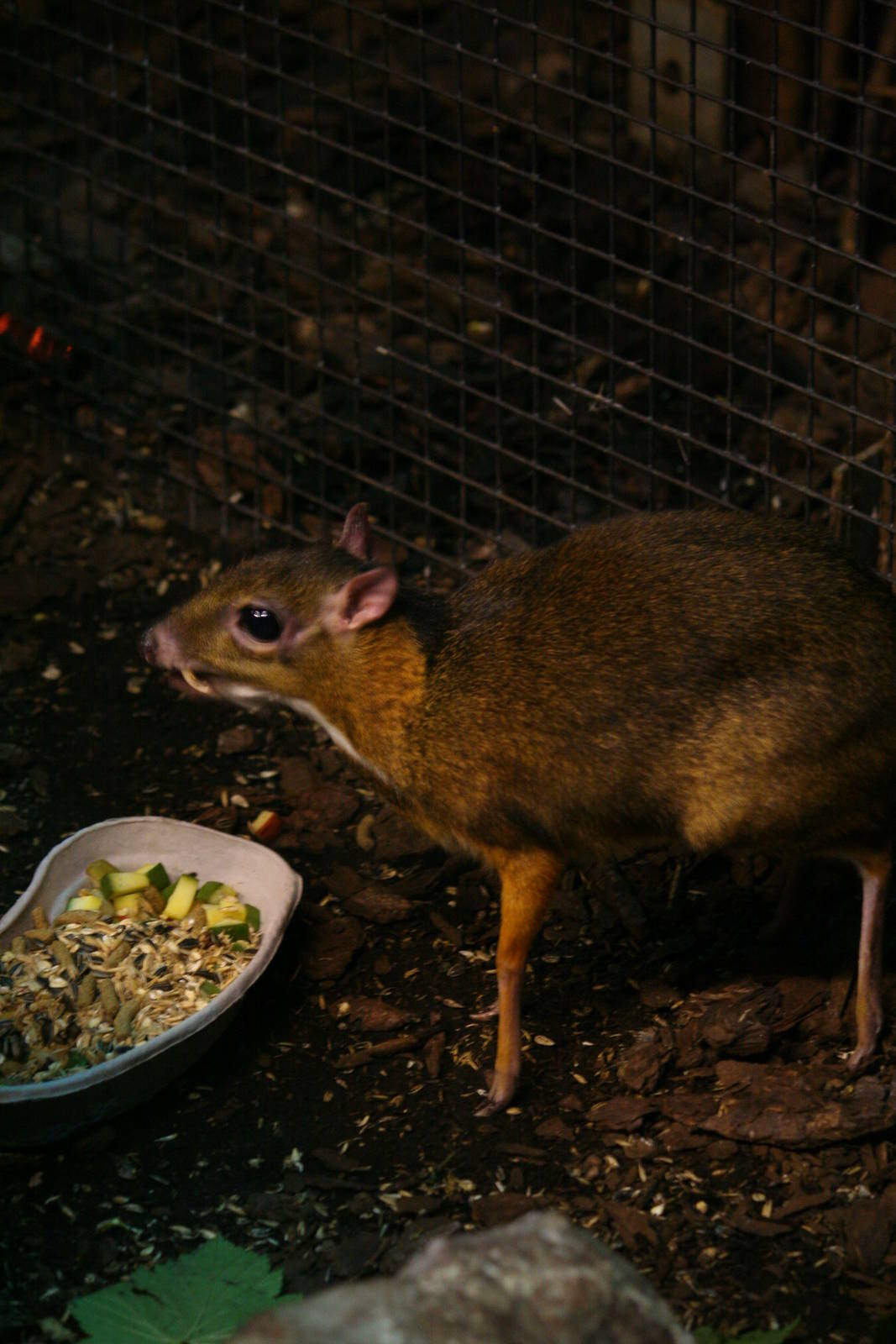 Lesser mouse deer