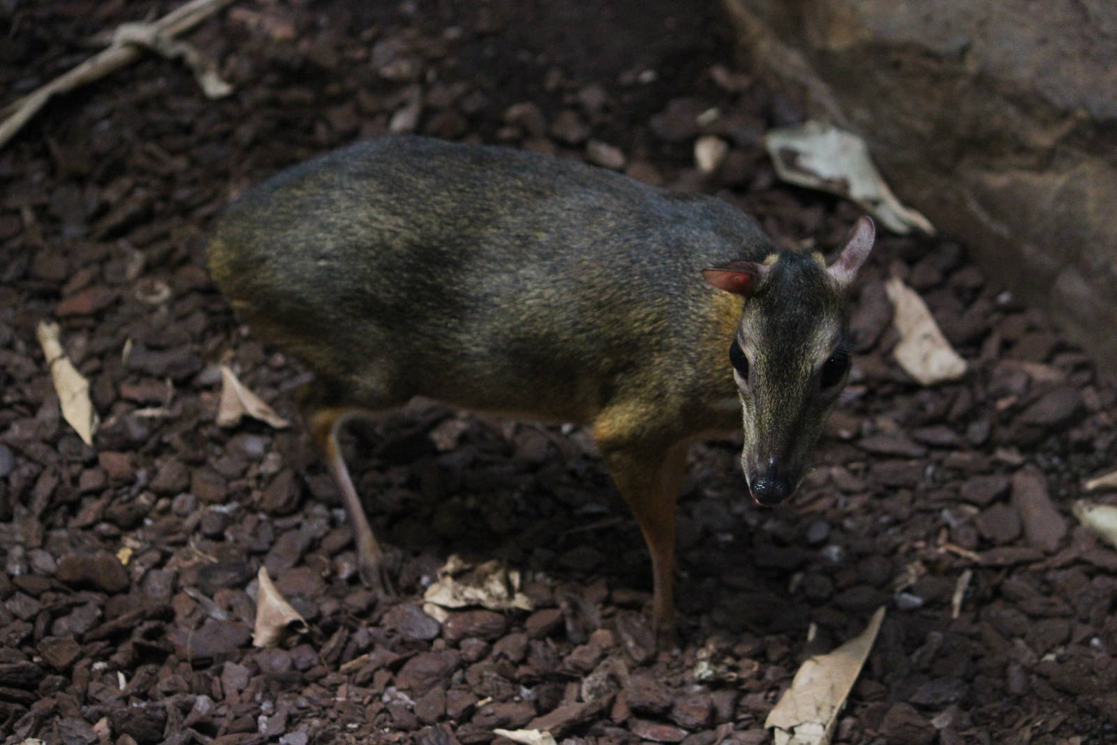 Lesser mouse deer