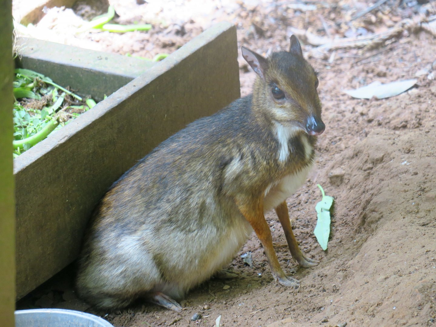 Lesser mouse-deer