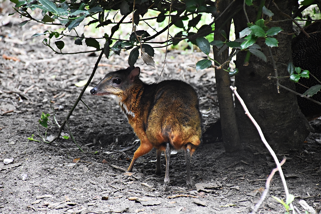 Lesser mouse-deer