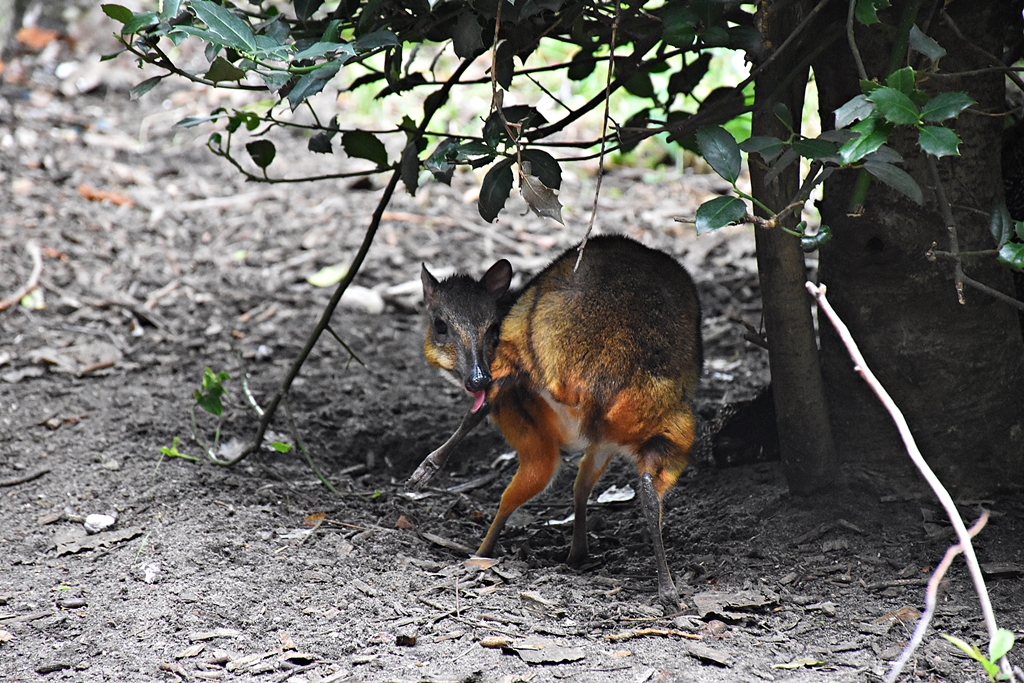 Lesser mouse-deer