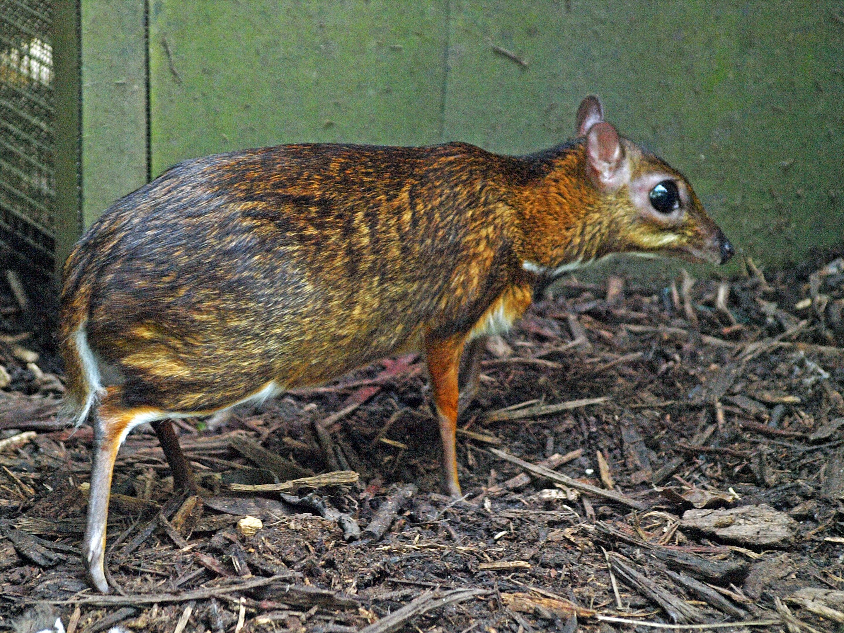 Lesser Mouse Deer