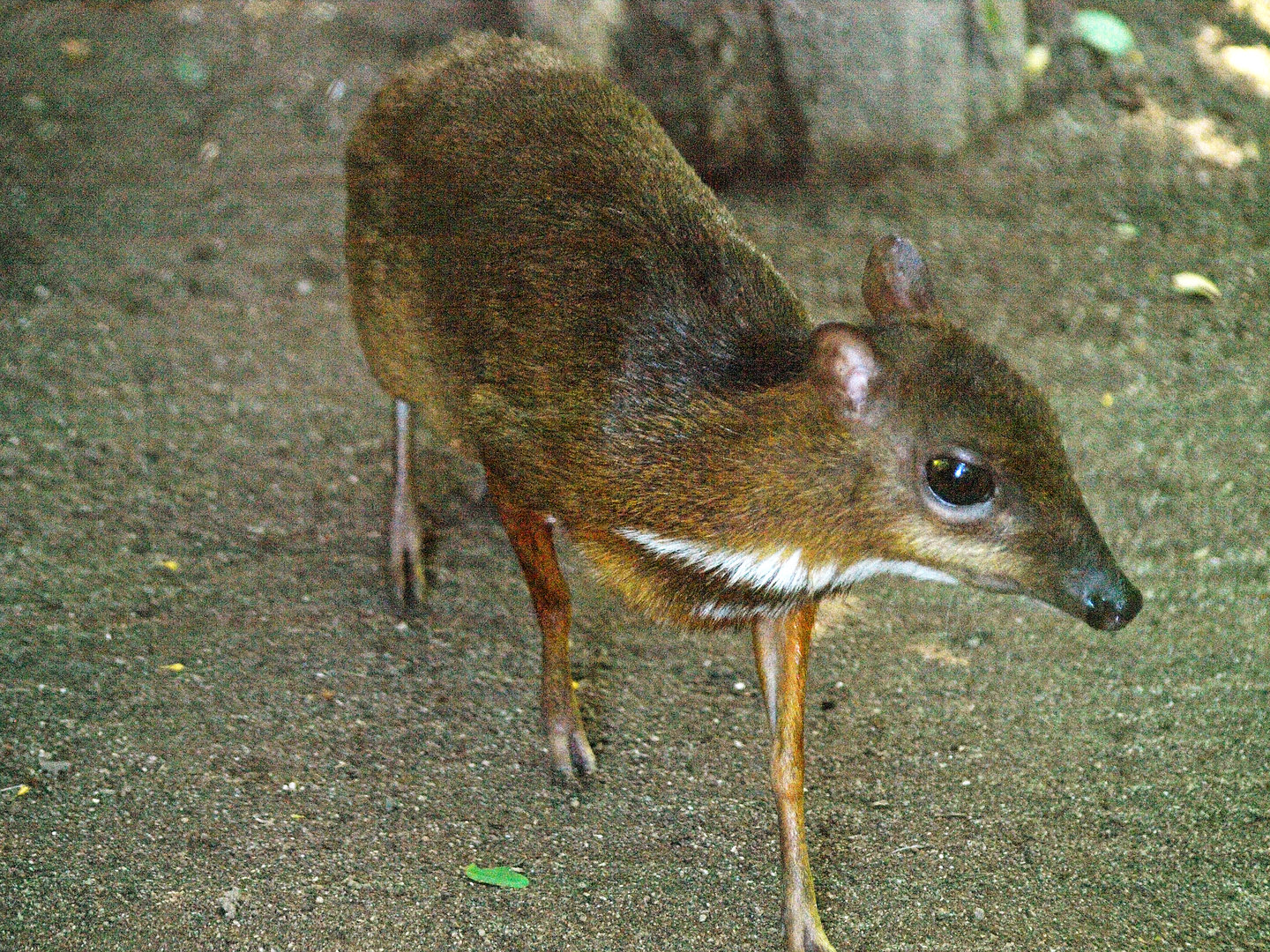 Lesser mouse deer