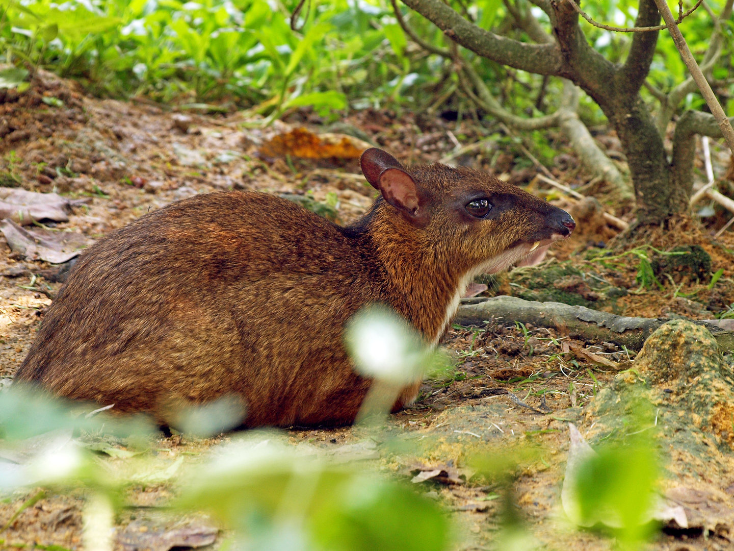 Lesser mouse deer