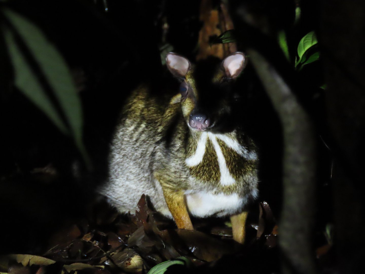 Lesser(?) mouse deer