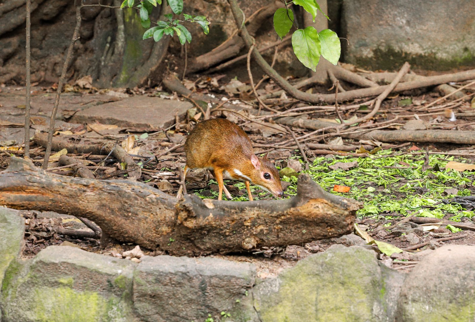 Lesser mouse-deer