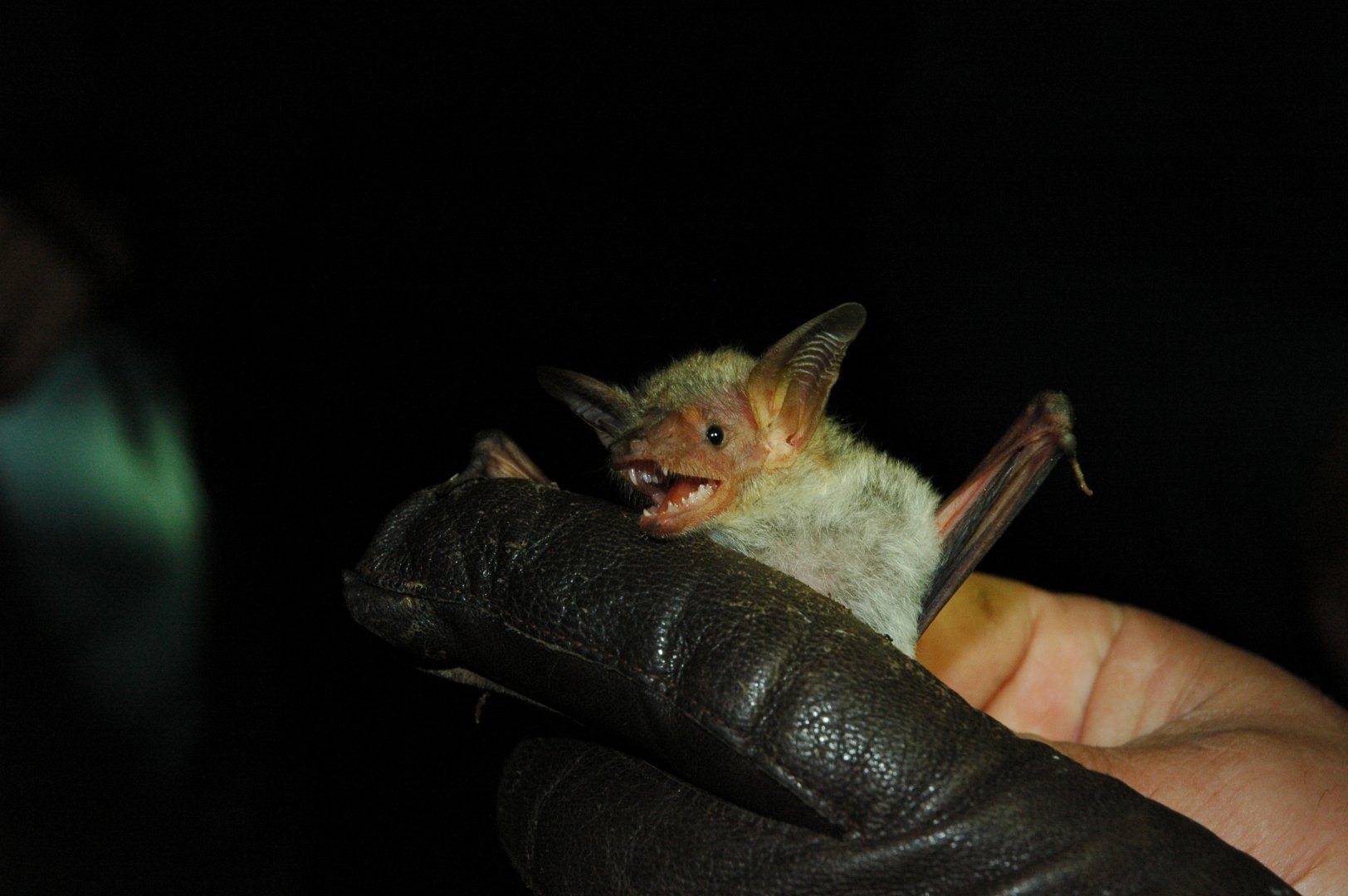 Lesser Mouse-eared Bat (Myotis blythii)