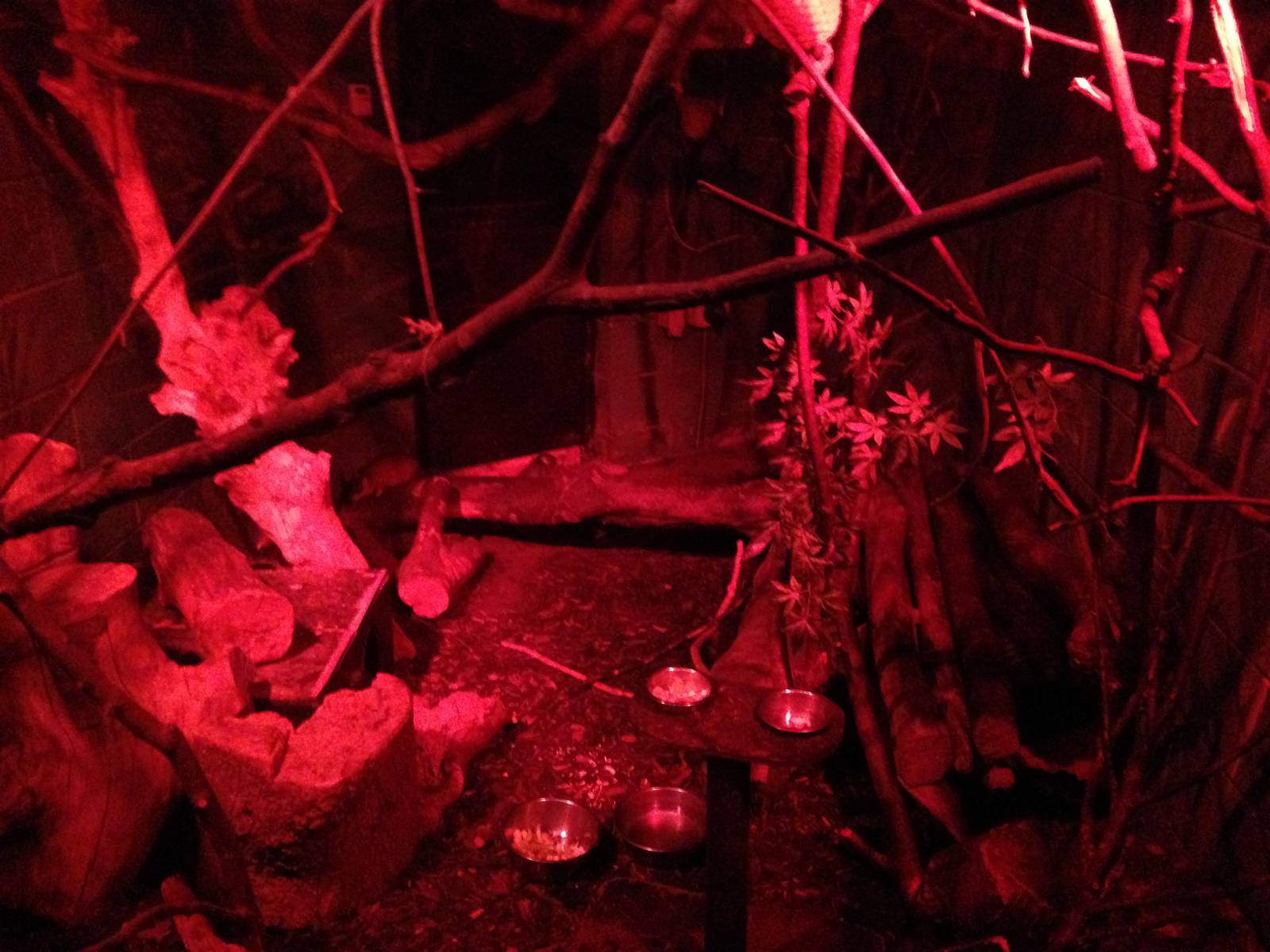 Lesser Mouse Lemur / Giant Jumping Rat Exhibit at Tropical World - 02/10/20