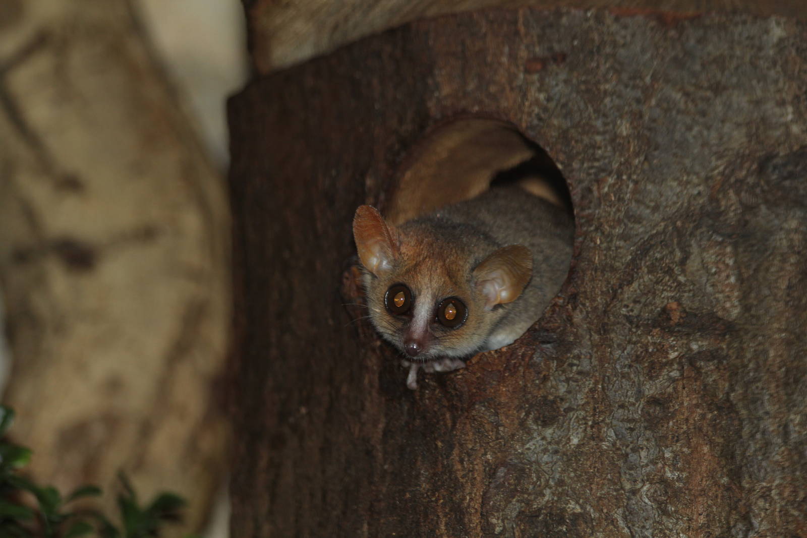 Lesser Mouse Lemur