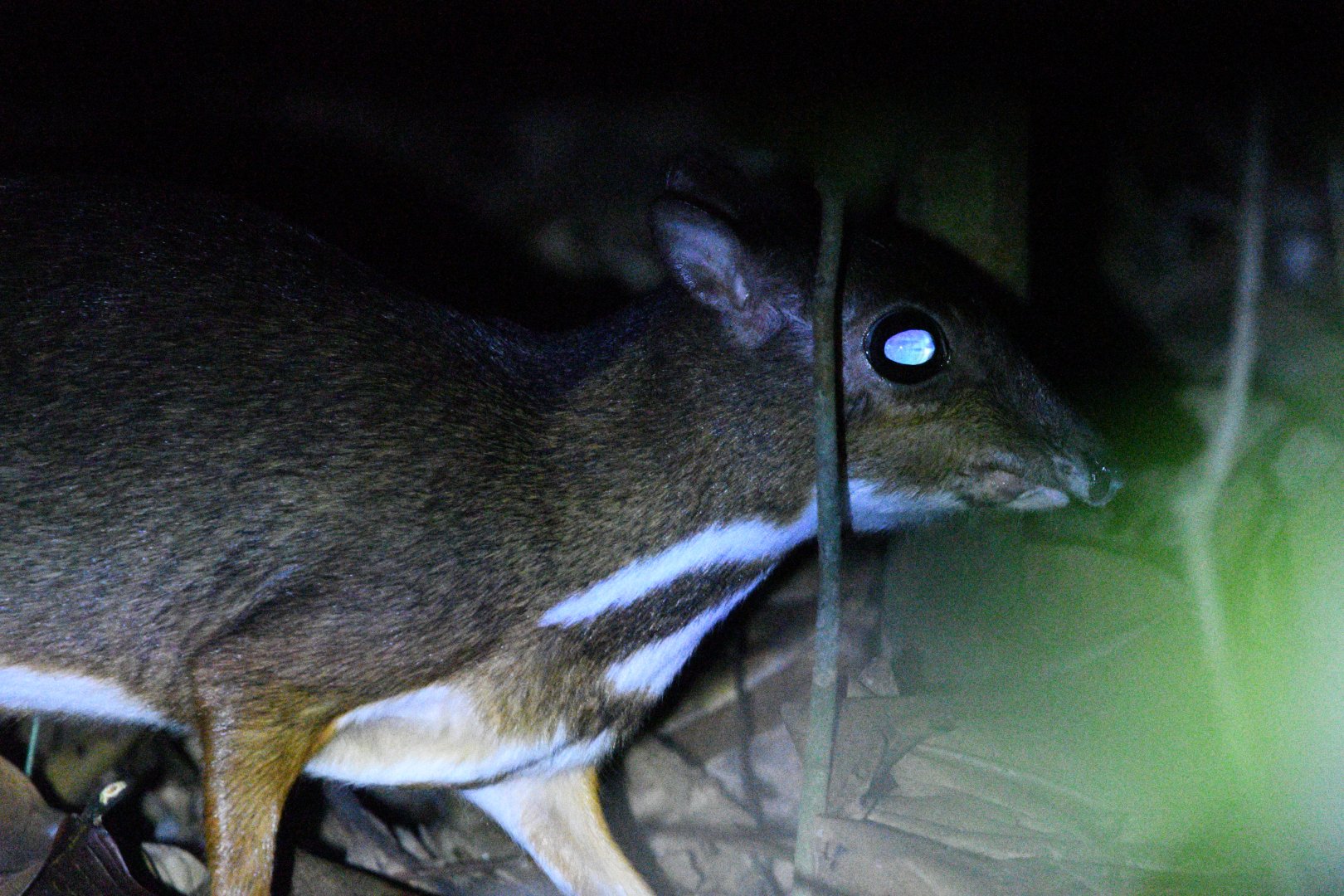 Lesser Mousedeer ~ Old Upper Thomson Road
