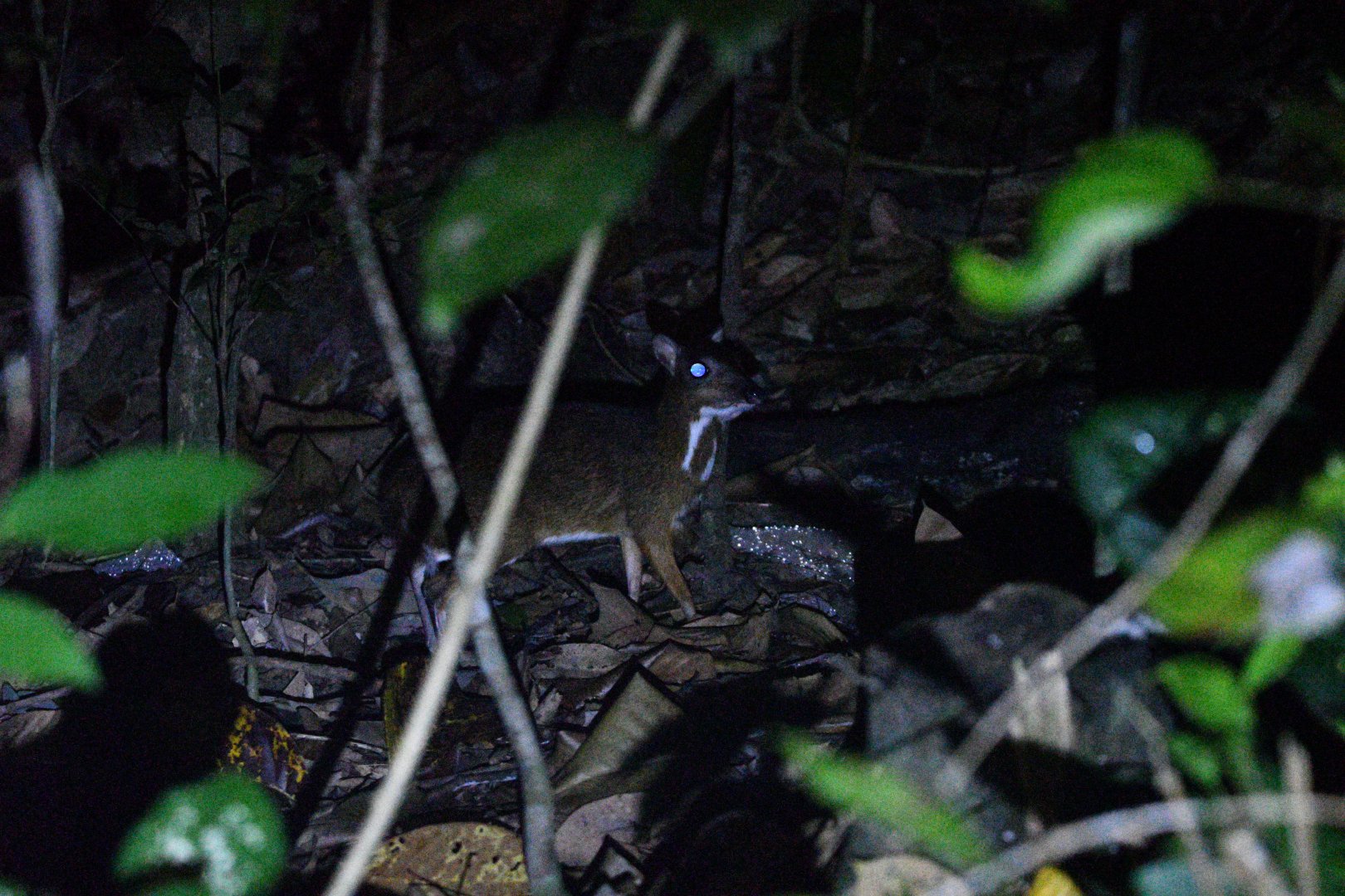 Lesser Mousedeer ~ Old Upper Thomson Road