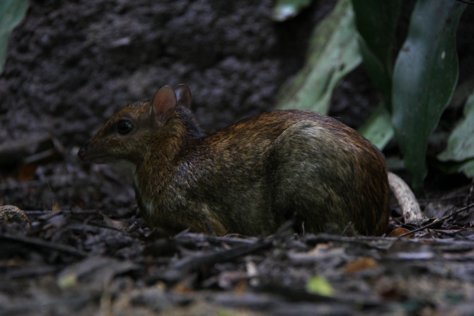 lesser mousedeer (Tragulus kanchil)