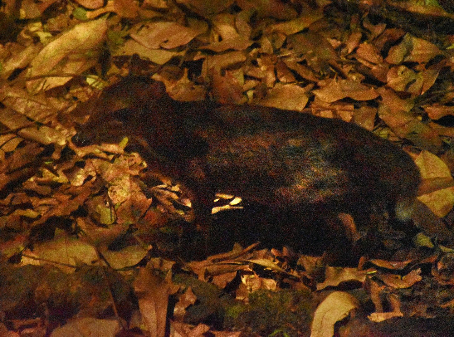 Lesser Mousedeer (Tragulus kanchil)