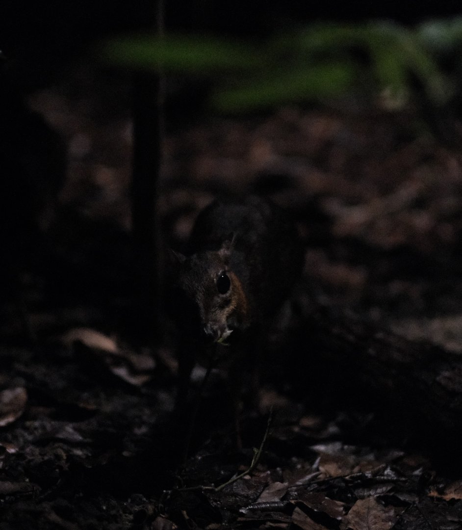 Lesser Mousedeer (Tragulus kanchil)