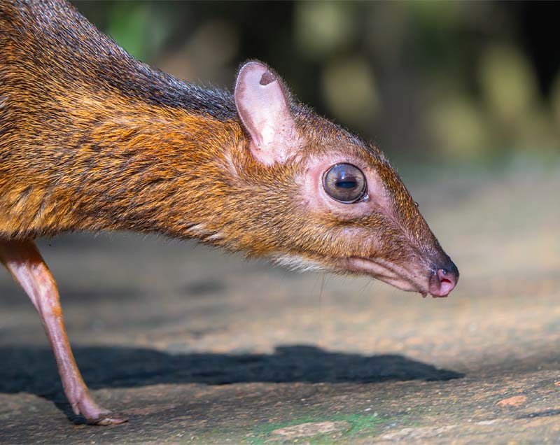 Lesser Mousedeer (Tragulus kanchil)