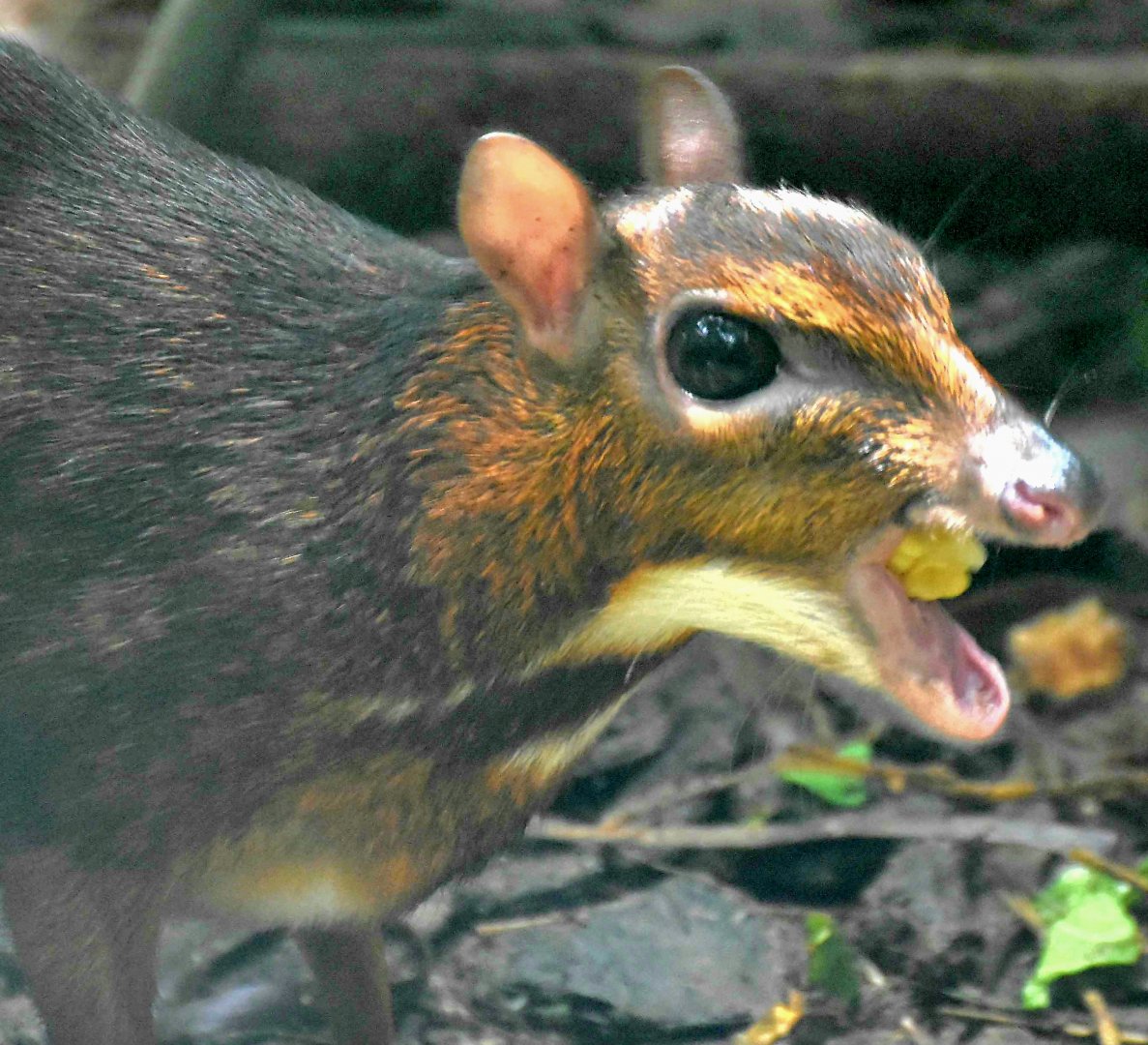 Lesser Mousedeer (Tragulus kanchil)
