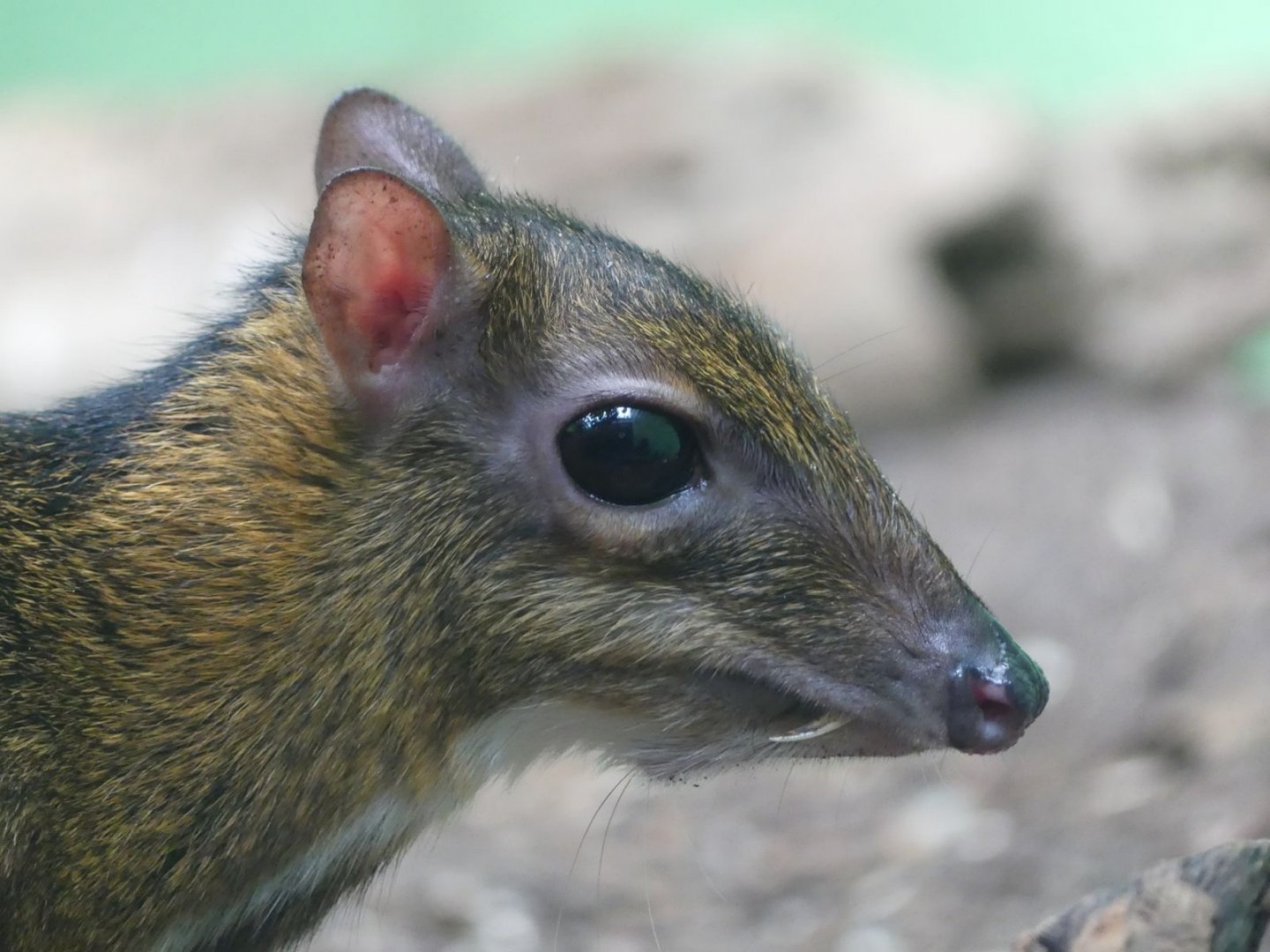 Lesser Mousedeer - Zoo København - 26.05.25