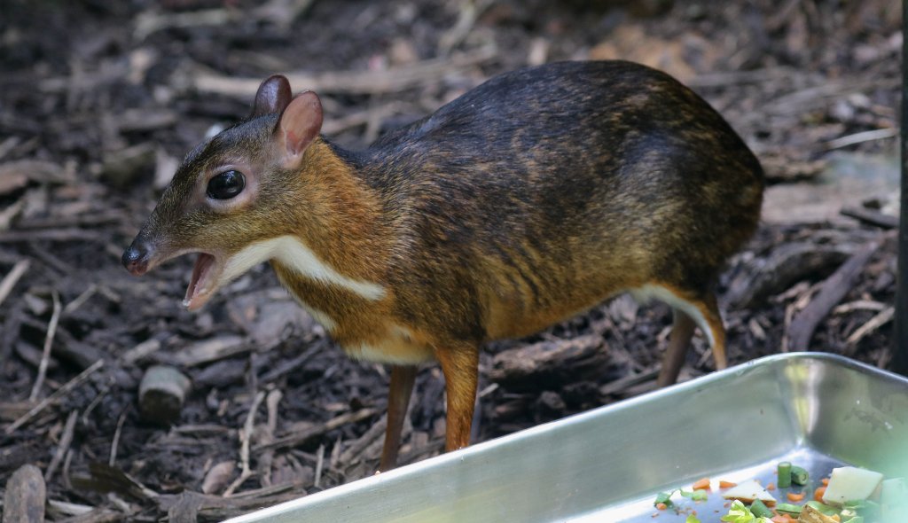 Lesser Mousedeer