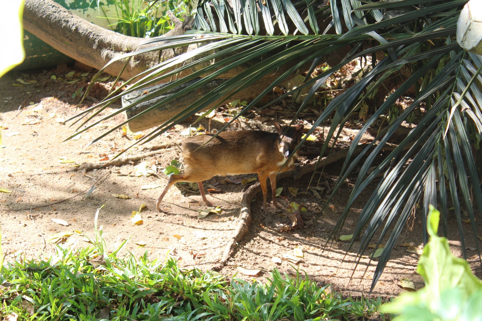 Lesser mousedeer