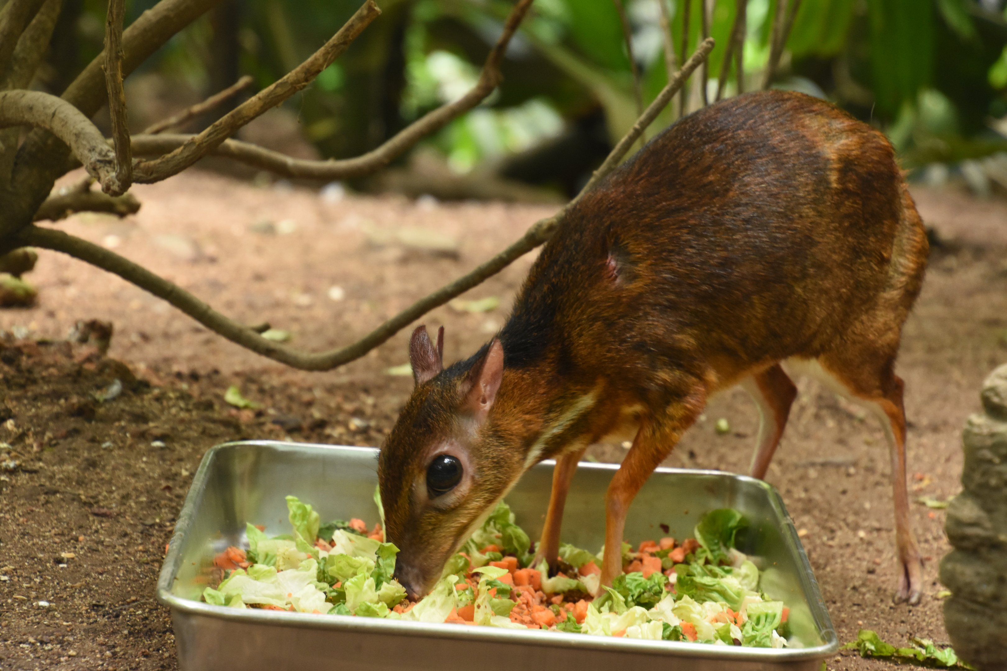 Lesser mousedeer