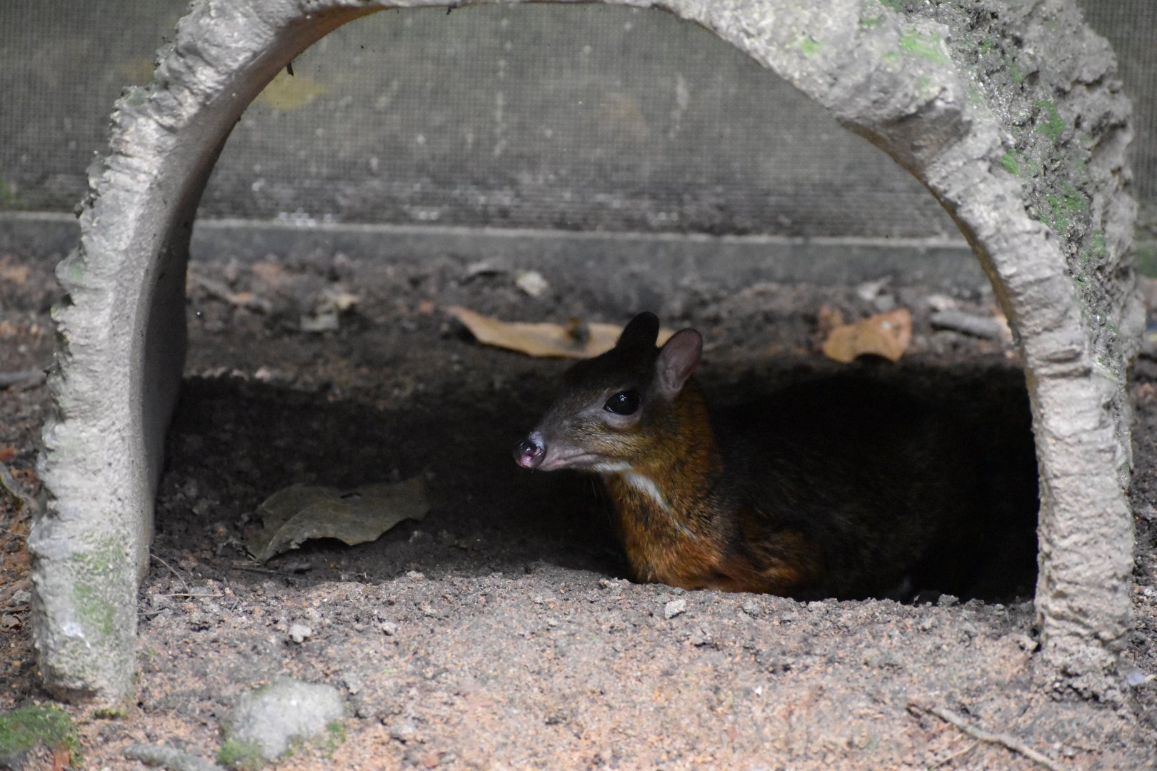 Lesser Mousedeer