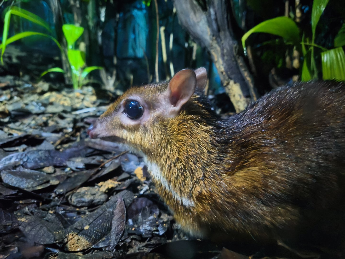 Lesser Mousedeer