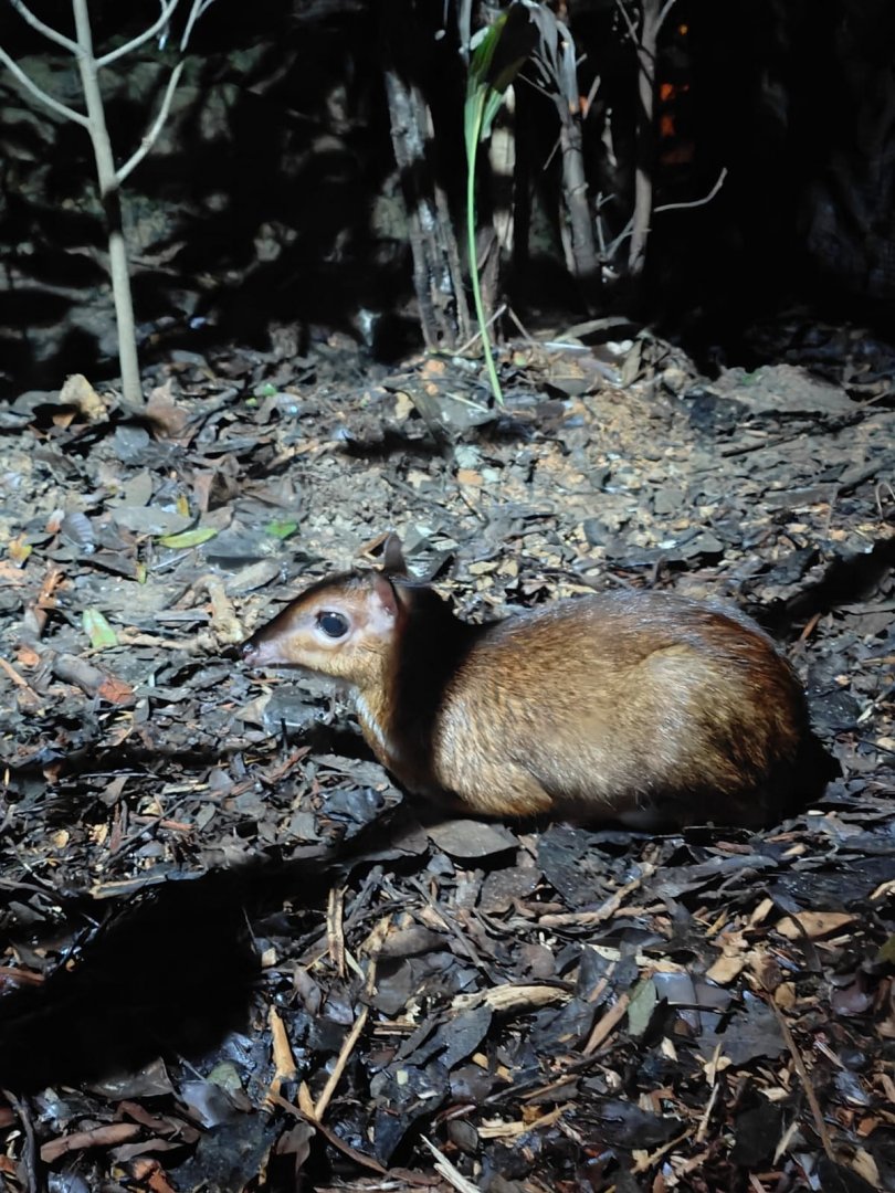 Lesser Mousedeer