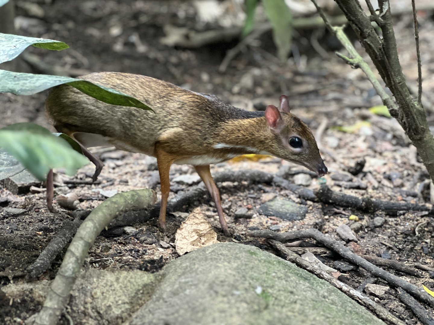 Lesser-Mousedeer