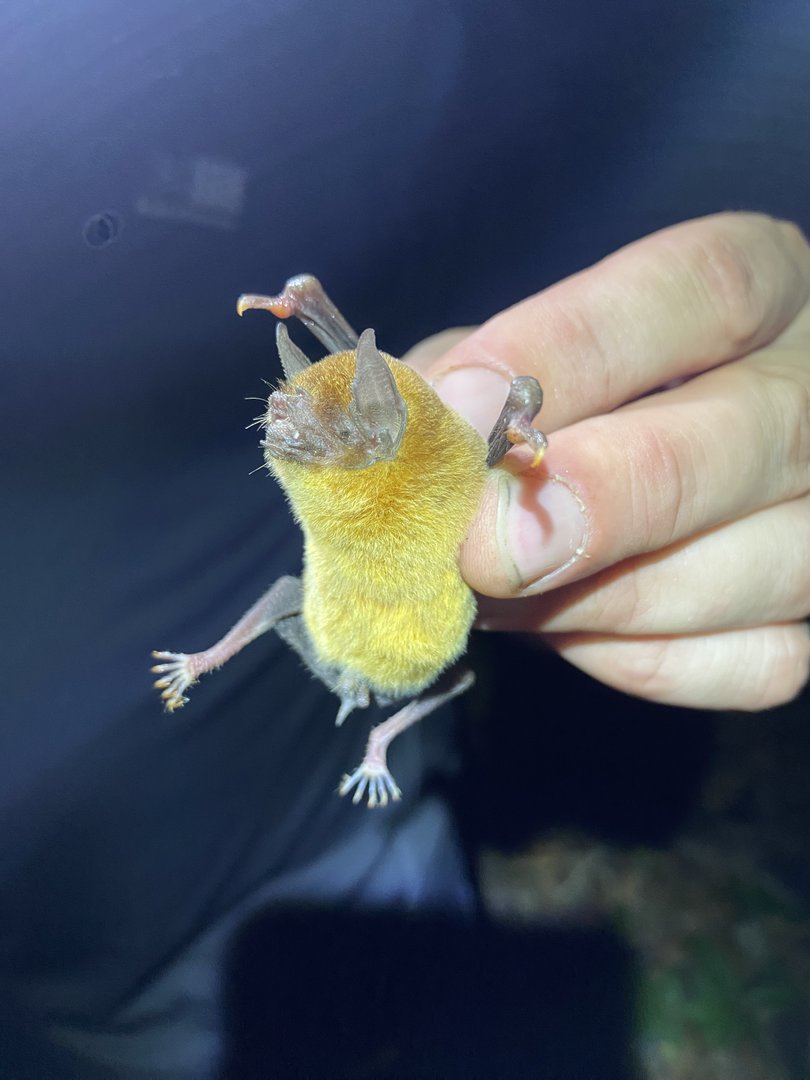 Lesser Mustached Bat (Pteronotus personatus)