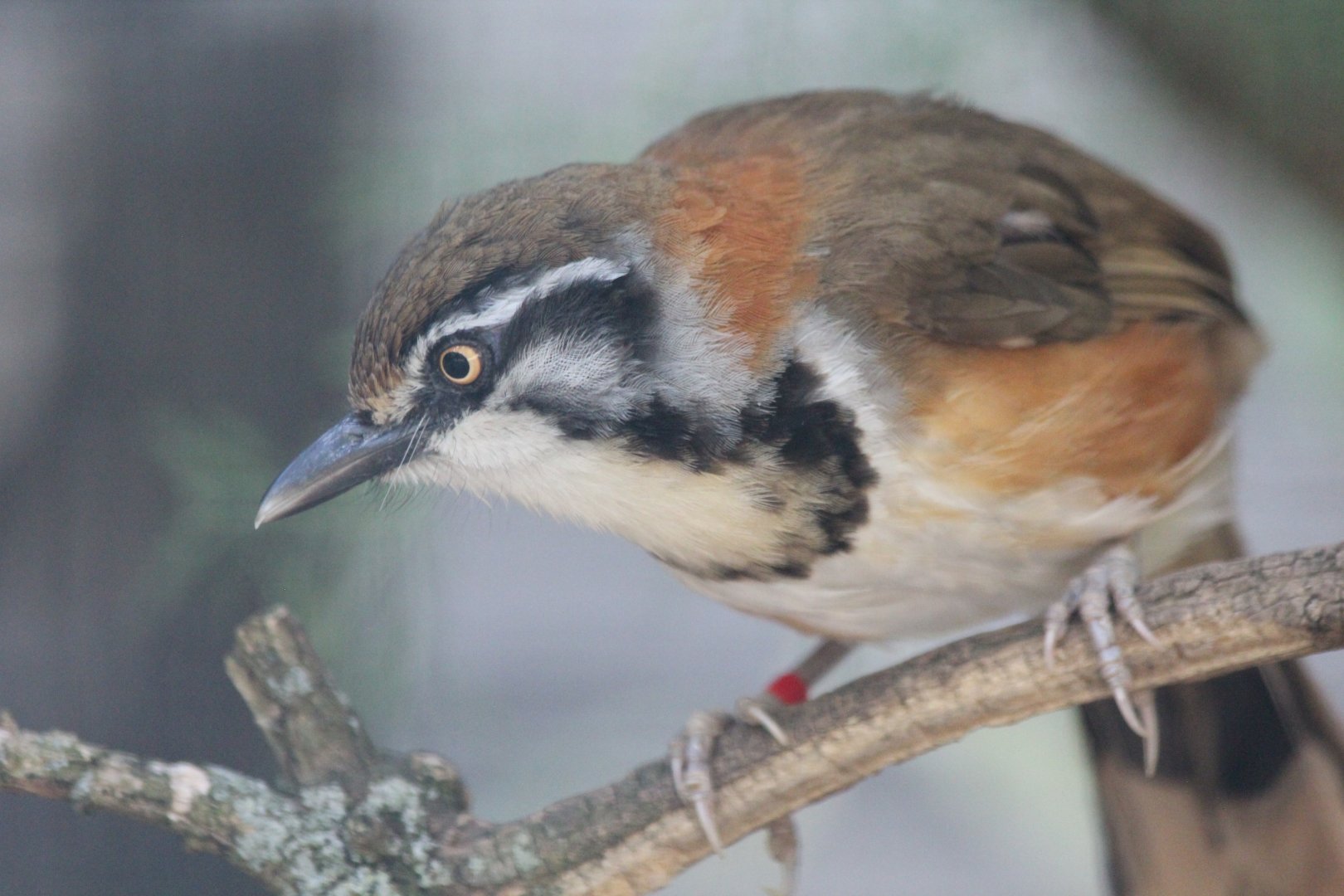 Lesser Necklaced Laughing Thrush - July 2019