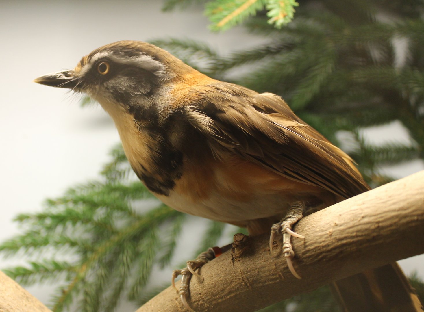 Lesser necklaced laughing-thrush