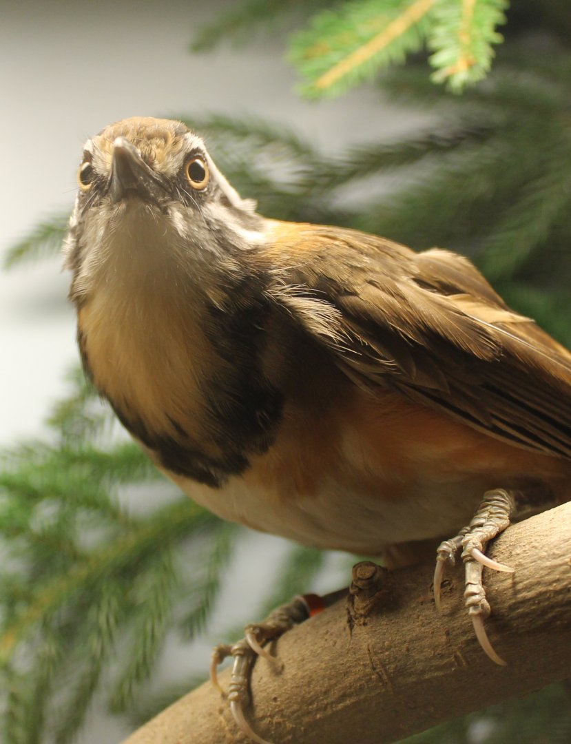 Lesser necklaced laughing-thrush
