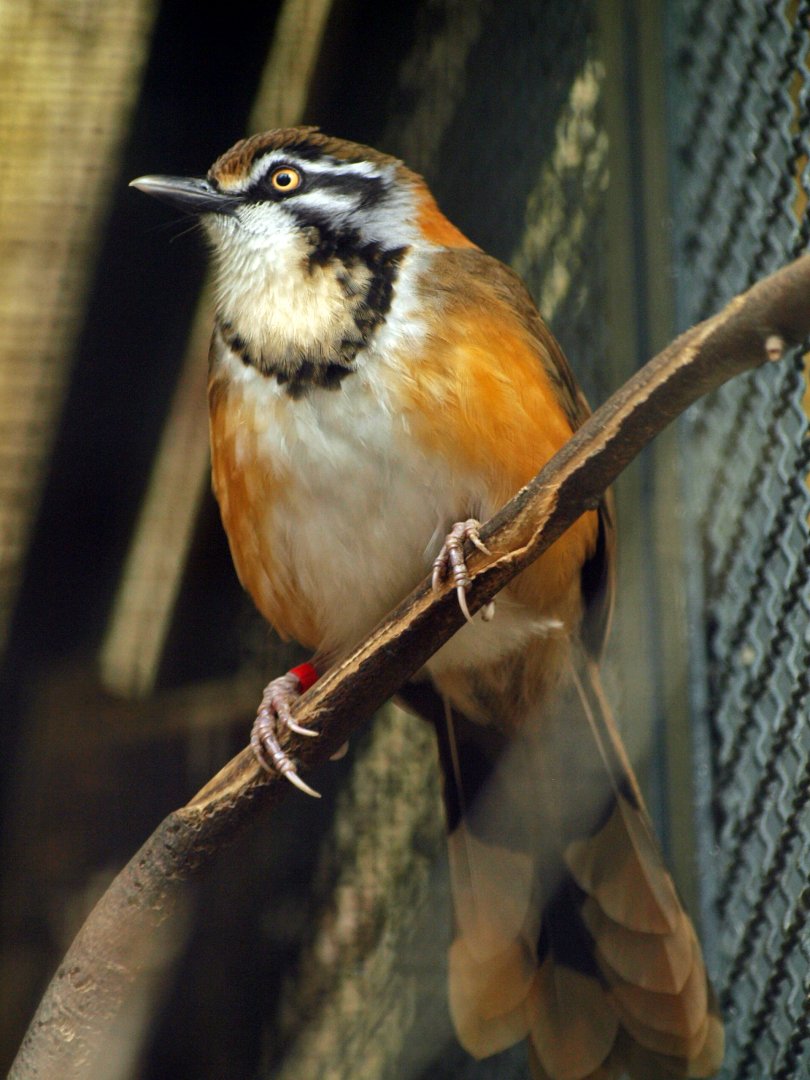 Lesser Necklaced Laughing thrush
