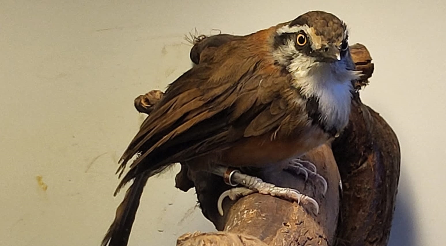 Lesser necklaced laughing-thrush