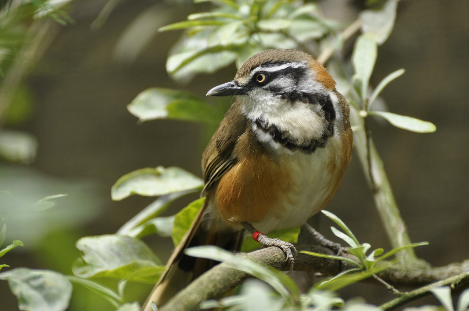 Lesser necklaced laughingthrush (Garrulax monileger)
