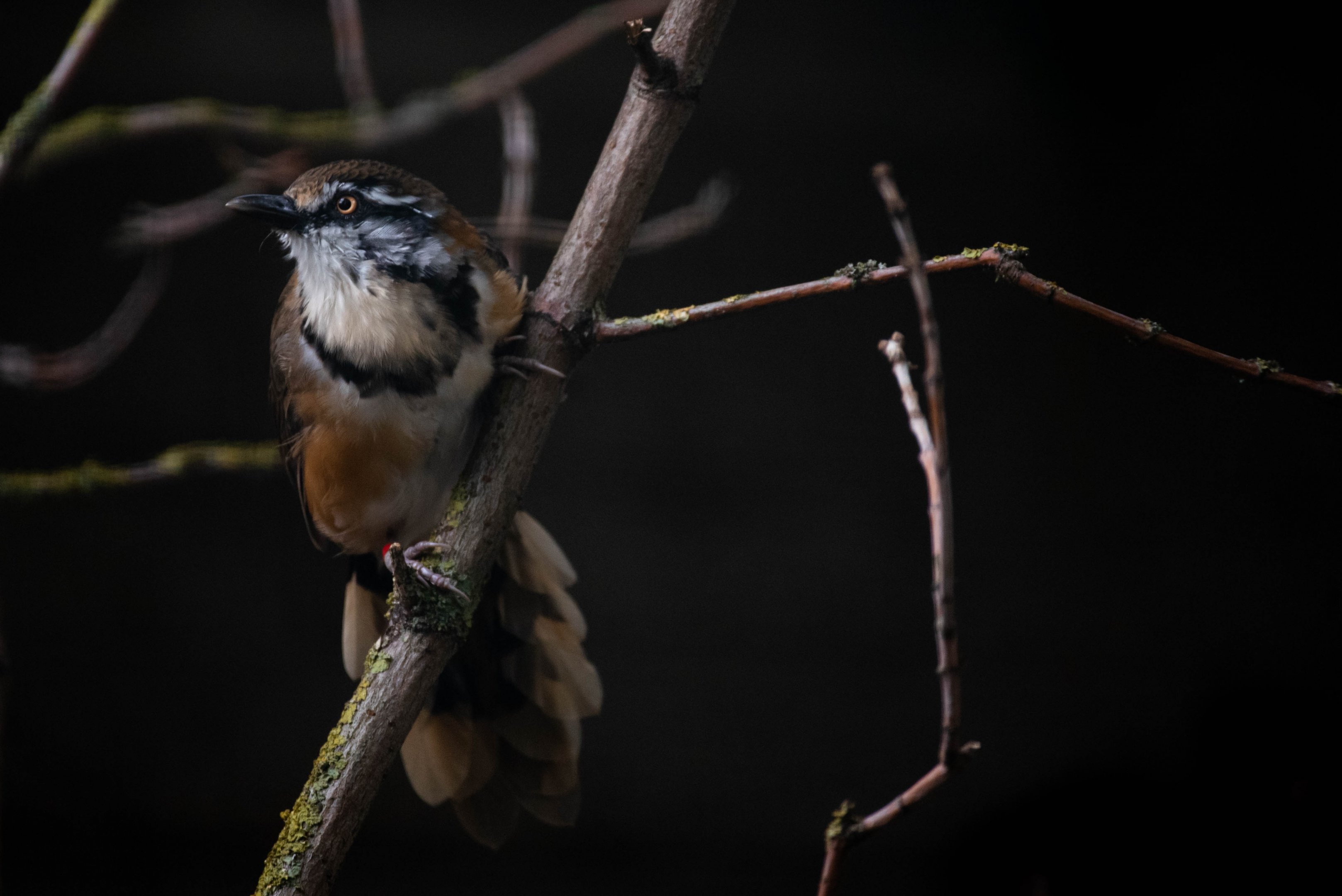 Lesser necklaced laughingthrush - Garrulax monileger